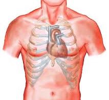 Where is heart located?