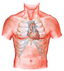 Where is heart located?